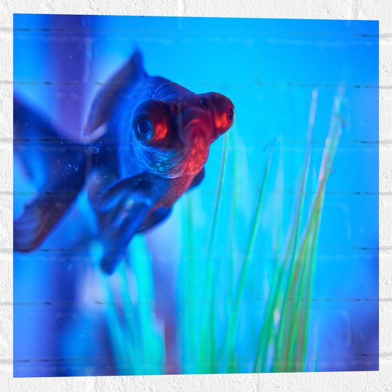 WallClassics - Muursticker - Zwemmende Vis in het Water - 50x50 cm Foto op Muursticker