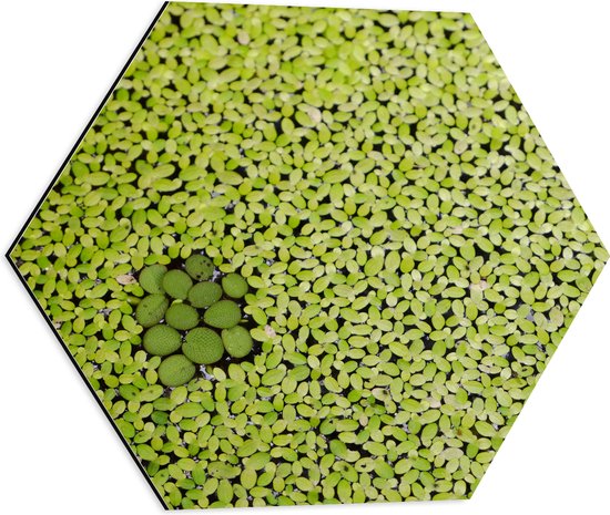 WallClassics - Dibond Hexagon - Hoopje Groene Waterplanten - 50x43.5 cm Foto op Hexagon (Met Ophangsysteem)