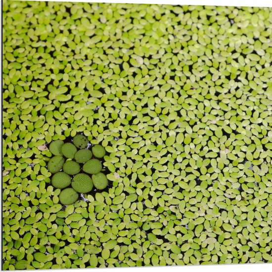 WallClassics - Dibond - Hoopje Groene Waterplanten - 80x80 cm Foto op Aluminium (Wanddecoratie van metaal)