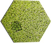 WallClassics - Dibond Hexagon - Hoopje Groene Waterplanten - 40x34.8 cm Foto op Hexagon (Met Ophangsysteem)