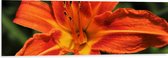 WallClassics - Dibond - Bovenaanzicht van Oranje Getinte Bloem - 120x40 cm Foto op Aluminium (Met Ophangsysteem)