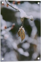 WallClassics - Tuinposter – Laagje Sneeuw op Kale Herfstboom - 40x60 cm Foto op Tuinposter (wanddecoratie voor buiten en binnen)