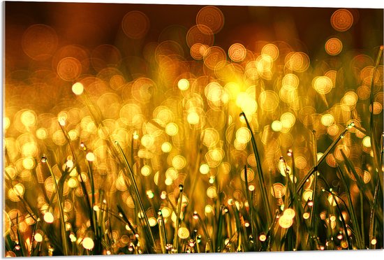 Acrylglas - Gras met Gouden Waterdruppels - 90x60 cm Foto op Acrylglas (Wanddecoratie op Acrylaat)
