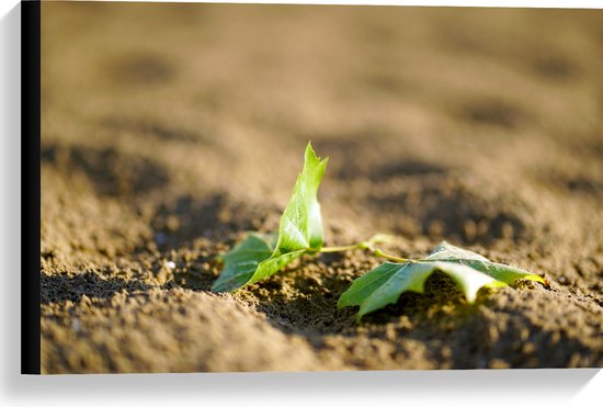 WallClassics - Canvas - Twee Groene Bladeren op Zandhoop - 60x40 cm Foto op Canvas Schilderij (Wanddecoratie op Canvas)