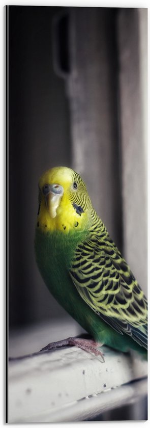 WallClassics - Dibond - Groene Vogel met Gele Kop Zittend op een Venster - 20x60 cm Foto op Aluminium (Wanddecoratie van metaal)