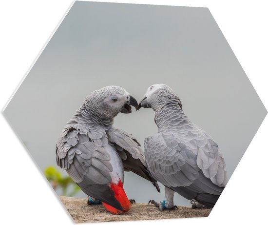 PVC Schuimplaat Hexagon - Liefdevol Grijs Vogelpaar met Rode Staarten - 70x60.9 cm Foto op Hexagon (Met Ophangsysteem)