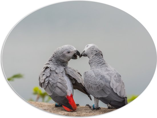 PVC Schuimplaat Ovaal - Liefdevol Grijs Vogelpaar met Rode Staarten - 96x72 cm Foto op Ovaal (Met Ophangsysteem)