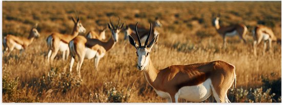 Poster (Mat) - Kudde Antilopes in Droog Savanne Landschap - 90x30 cm Foto op Posterpapier met een Matte look