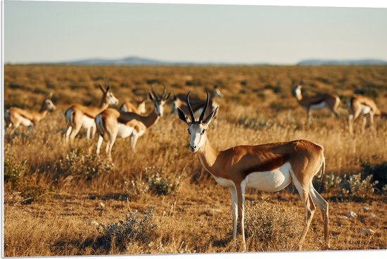 PVC Schuimplaat- Kudde Antilopes in Droog Savanne Landschap - 90x60 cm Foto op PVC Schuimplaat