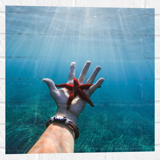 WallClassics - Muursticker - Rode Zeester Onder Water - 50x50 cm Foto op Muursticker