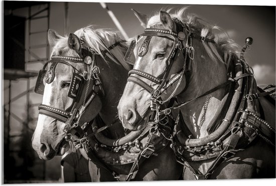 WallClassics - Acrylglas - Prachtig Luxe Paarden in Zwart Wit - 90x60 cm Foto op Acrylglas (Wanddecoratie op Acrylaat)