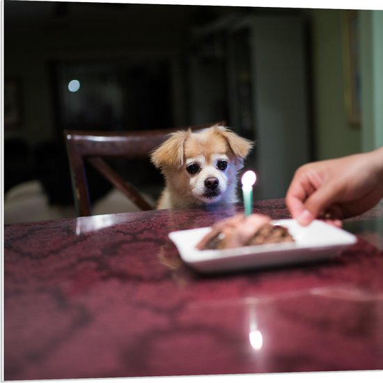 WallClassics - Assiette en Mousse PVC - Anniversaire Klein Chien Assis sur une Chaise à Table à Manger - Photo 80x80 cm sur Assiette en Mousse PVC