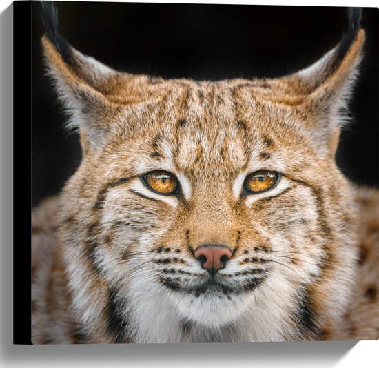 Canvas - Kop van Lynx met Oranje Ogen - 40x40 cm Foto op Canvas Schilderij (Wanddecoratie op Canvas)
