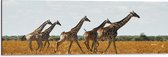 Dibond - Kudde Rennende Giraffen door Afrikaans Landschap - 90x30 cm Foto op Aluminium (Wanddecoratie van metaal)