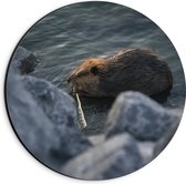 WallClassics - Dibond Muurcirkel - Otter bij Stenen aan het Water - 20x20 cm Foto op Aluminium Muurcirkel (met ophangsysteem)