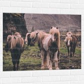 WallClassics - Muursticker - Kudde Friese Paarden - 100x75 cm Foto op Muursticker