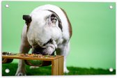 WallClassics - Tuinposter – Hondje aan het Eten voor Groene Achtergrond - Buldog - 60x40 cm Foto op Tuinposter (wanddecoratie voor buiten en binnen)