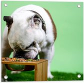 WallClassics - Tuinposter – Hondje aan het Eten voor Groene Achtergrond - Buldog - 50x50 cm Foto op Tuinposter (wanddecoratie voor buiten en binnen)