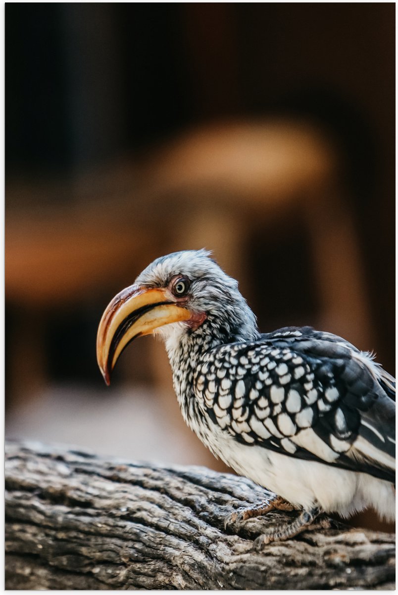 Poster (Mat) - Neushoornvogel met Oranje Hoorn op Boomstam - 50x75 cm Foto op Posterpapier
