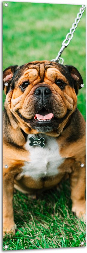 WallClassics - Tuinposter – Portret van Bruine Engelse Bulldog - 50x150 cm Foto op Tuinposter (wanddecoratie voor buiten en binnen)