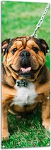 WallClassics - Tuinposter – Portret van Bruine Engelse Bulldog - 50x150 cm Foto op Tuinposter (wanddecoratie voor buiten en binnen)
