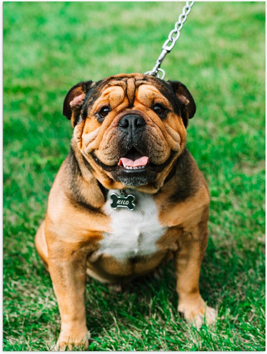 WallClassics - Poster (Mat) - Portret van Bruine Engelse Bulldog - 75x100 cm Foto op Posterpapier met een Matte look