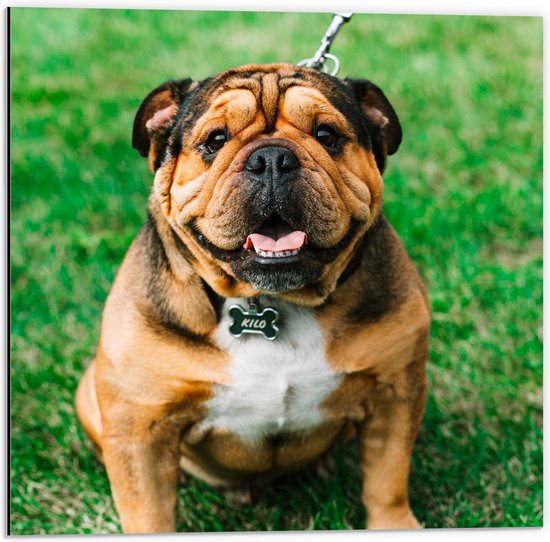 WallClassics - Dibond - Portret van Bruine Engelse Bulldog - 50x50 cm Foto op Aluminium (Wanddecoratie van metaal)