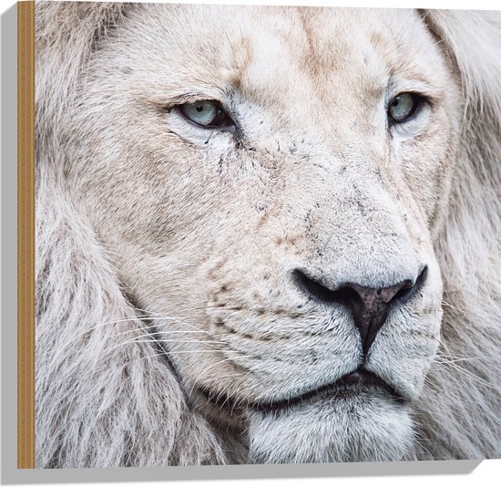 Hout - Portret van Witte Leeuw met Mooie Manen - 50x50 cm - 9 mm dik - Foto op Hout (Met Ophangsysteem)