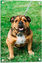 WallClassics - Tuinposter – Portret van Bruine Engelse Bulldog - 40x60 cm Foto op Tuinposter (wanddecoratie voor buiten en binnen)