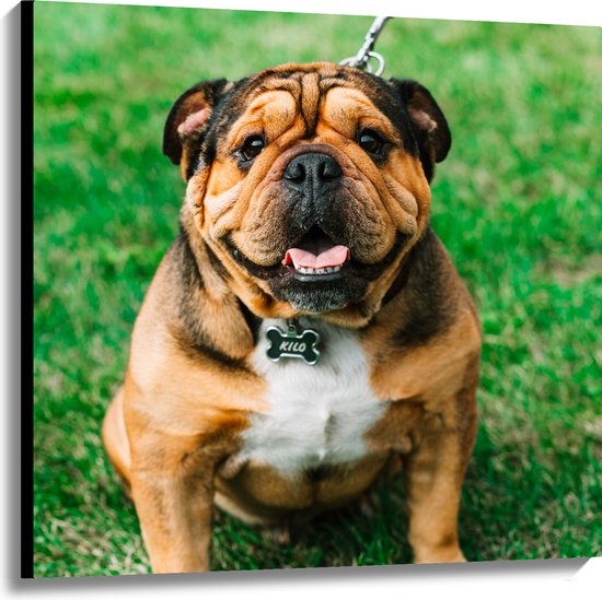 WallClassics - Canvas - Portret van Bruine Engelse Bulldog - 100x100 cm Foto op Canvas Schilderij (Wanddecoratie op Canvas)