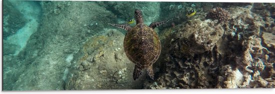 WallClassics - Dibond - Kleine Schildpad zwemmend in de Zee - 90x30 cm Foto op Aluminium (Wanddecoratie van metaal)