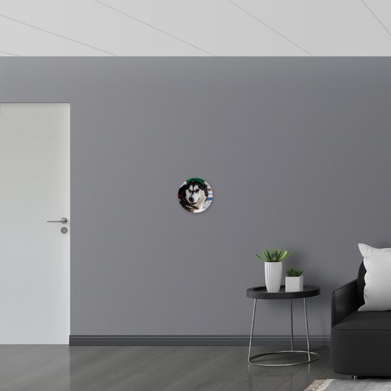 WallClassics - Cadre mural en Dibond - Chien avec nœud sur bandeau dans la neige - Husky de Sibérie - Photo 30x30 cm sur cadre mural en aluminium (avec système de suspension)