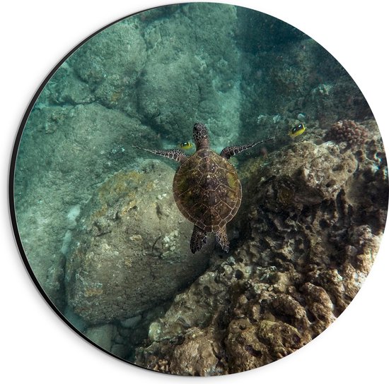 WallClassics - Dibond Muurcirkel - Kleine Schildpad zwemmend in de Zee - 20x20 cm Foto op Aluminium Muurcirkel (met ophangsysteem)