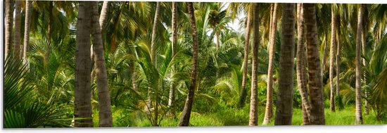 Dibond - Bospad in Bos van Hoge Palmbomen met Groen Gras - 90x30 cm Foto op Aluminium (Met Ophangsysteem)