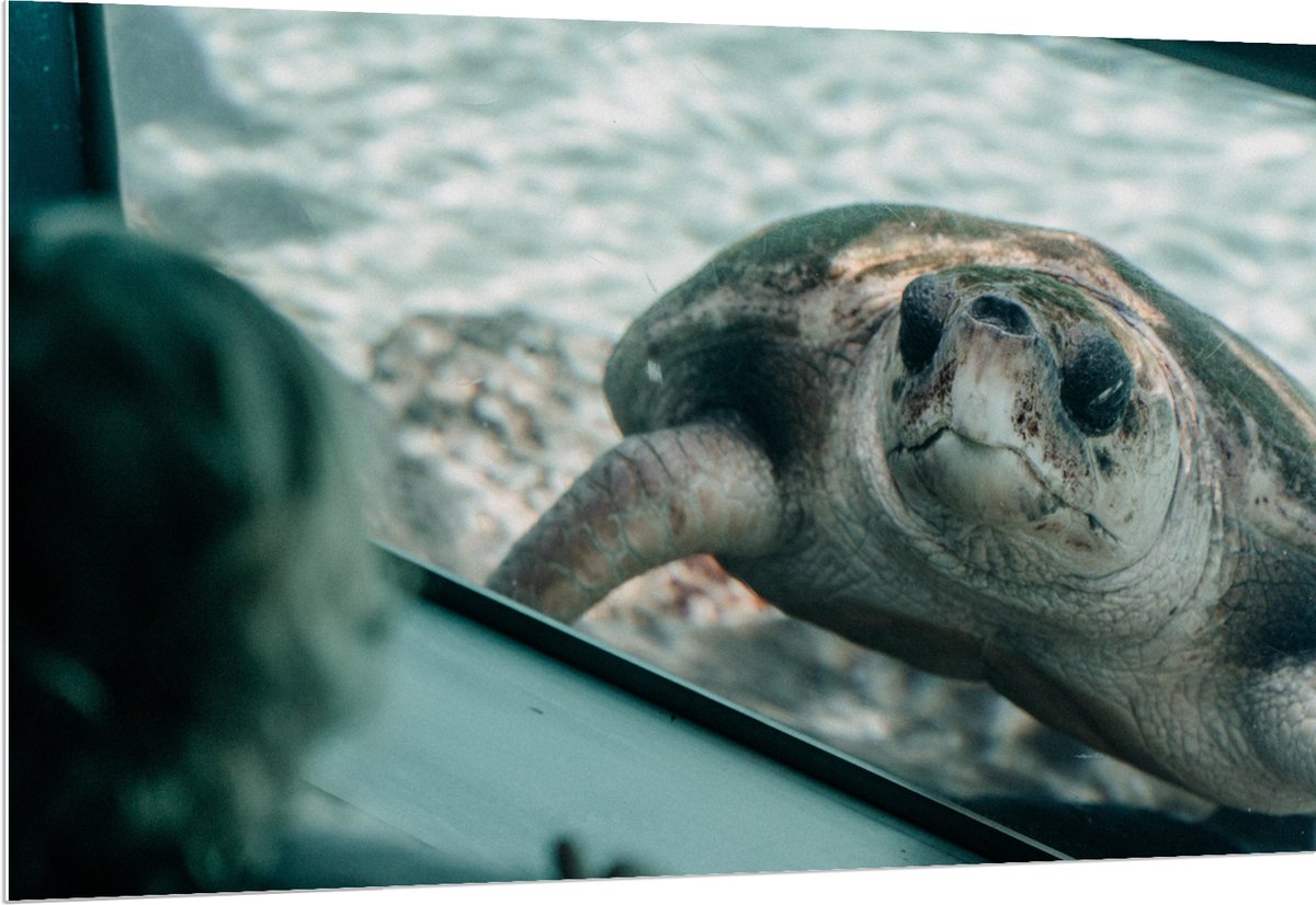 PVC Schuimplaat - Grote Schildpad achter Glas in Aquarium - 150x100 cm Foto op PVC Schuimplaat (Met Ophangsysteem)