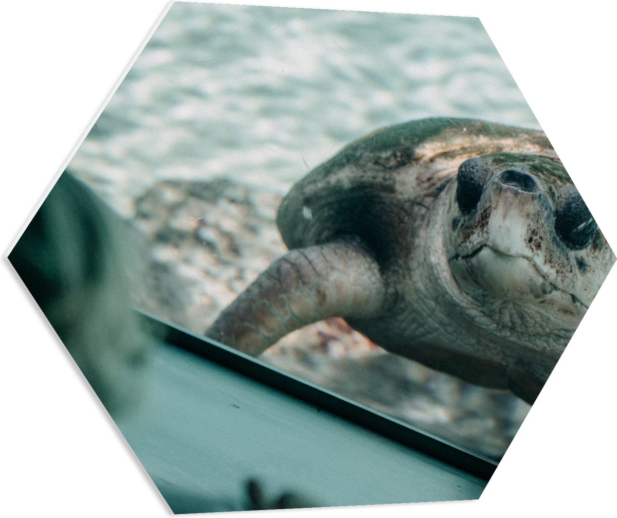 PVC Schuimplaat Hexagon - Grote Schildpad achter Glas in Aquarium - 70x60.9 cm Foto op Hexagon (Met Ophangsysteem)