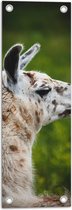 WallClassics - Tuinposter – Opzij kijkende Witte Lama met Bruine Vlekken - 20x60 cm Foto op Tuinposter (wanddecoratie voor buiten en binnen)