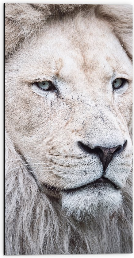 Dibond - Portret van Witte Leeuw met Mooie Manen - 50x100 cm Foto op Aluminium (Wanddecoratie van metaal)