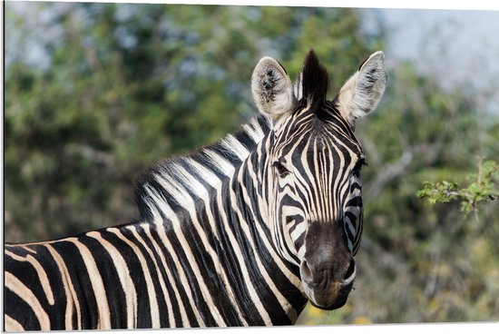 Dibond - Portret van Omkijkende Zebra bij Bomen - 90x60 cm Foto op Aluminium (Met Ophangsysteem)