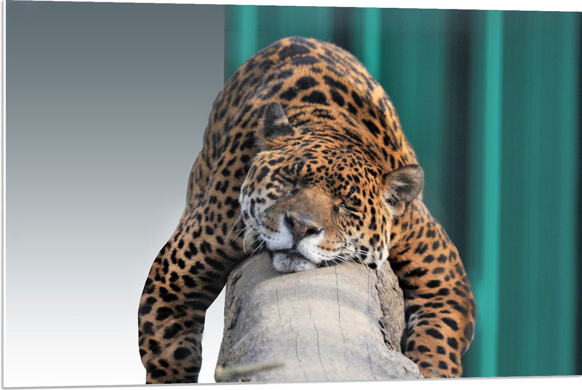 PVC Schuimplaat - Slapende Luipaard Liggend op een Boomstam - 90x60 cm Foto op PVC Schuimp