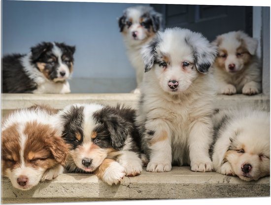WallClassics - Verre Acrylique - Chiens Mignons - Bergers Australiens - 100x75 cm Photo sur Verre Acrylique (Décoration murale sur Acrylique)