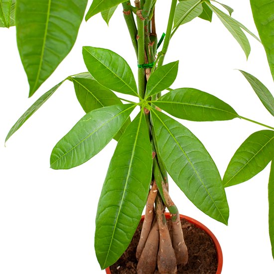Pachira Aquatica Arbre à Argent 130-150cm - Plante D'Intérieur Verte Dans Pot 27cm