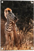 Tuinposter – Kleine Zebra bijtend op Tak in Oranje Zonlicht - 40x60 cm Foto op Tuinposter (wanddecoratie voor buiten en binnen)
