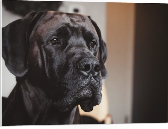 WallClassics - PVC Schuimplaat - Hoofd van Zwarte Hond - 80x60 cm Foto op PVC Schuimplaat (Met Ophangsysteem)