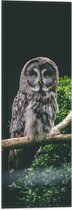 WallClassics - Drapeau - Hibou sur Branche - Hibou de la Grande Muraille - 20x60 cm Photo sur Drapeau Polyester