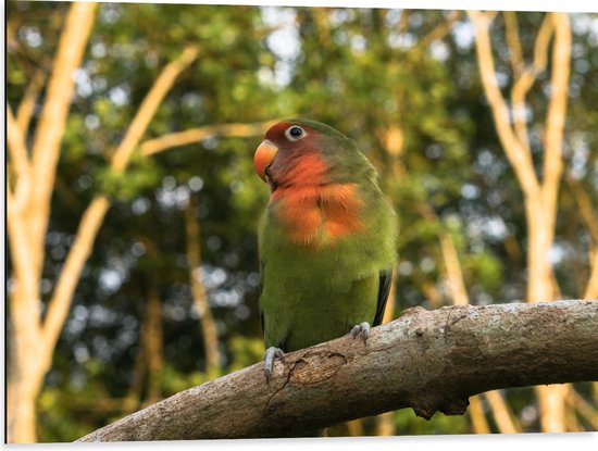 Dibond - Opzijkijkende Groen met Oranje Parkiet op Tak bij Bos - 80x60 cm Foto op Aluminium (Met Ophangsysteem)