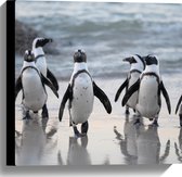 Canvas - Groep Pinguïns op het Strand - 40x40 cm Foto op Canvas Schilderij (Wanddecoratie op Canvas)