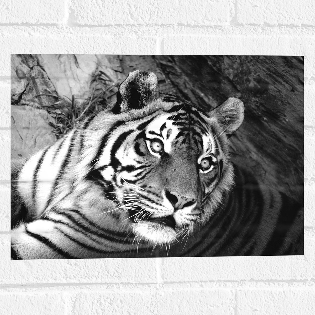 Muursticker - Liggende Tijger bij Boomstam (Zwart- wit) - 40x30 cm Foto op Muursticker