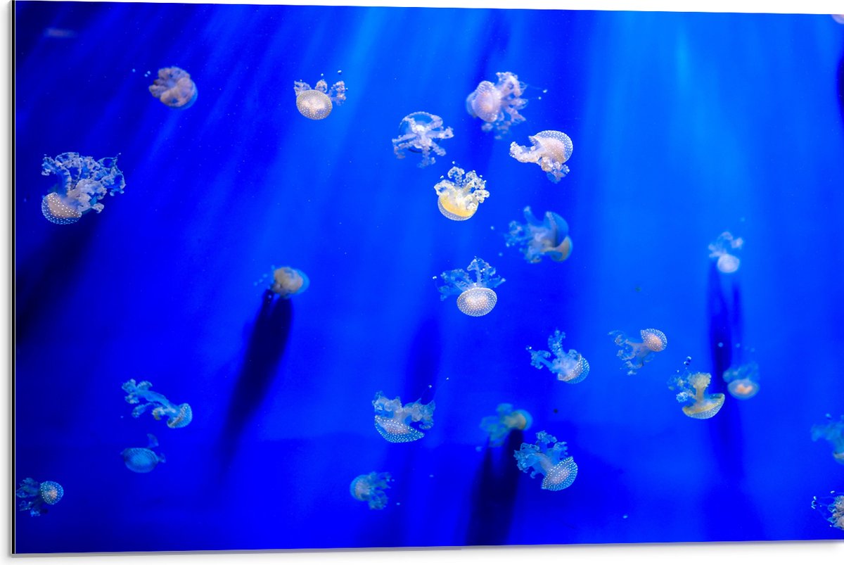 Dibond - Groep Mini Kwallen in het Aquarium - 75x50 cm Foto op Aluminium (Met Ophangsysteem)