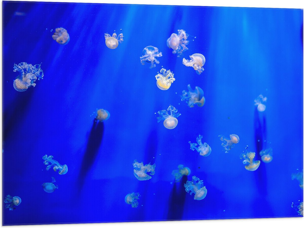 Vlag - Groep Mini Kwallen in het Aquarium - 100x75 cm Foto op Polyester Vlag
